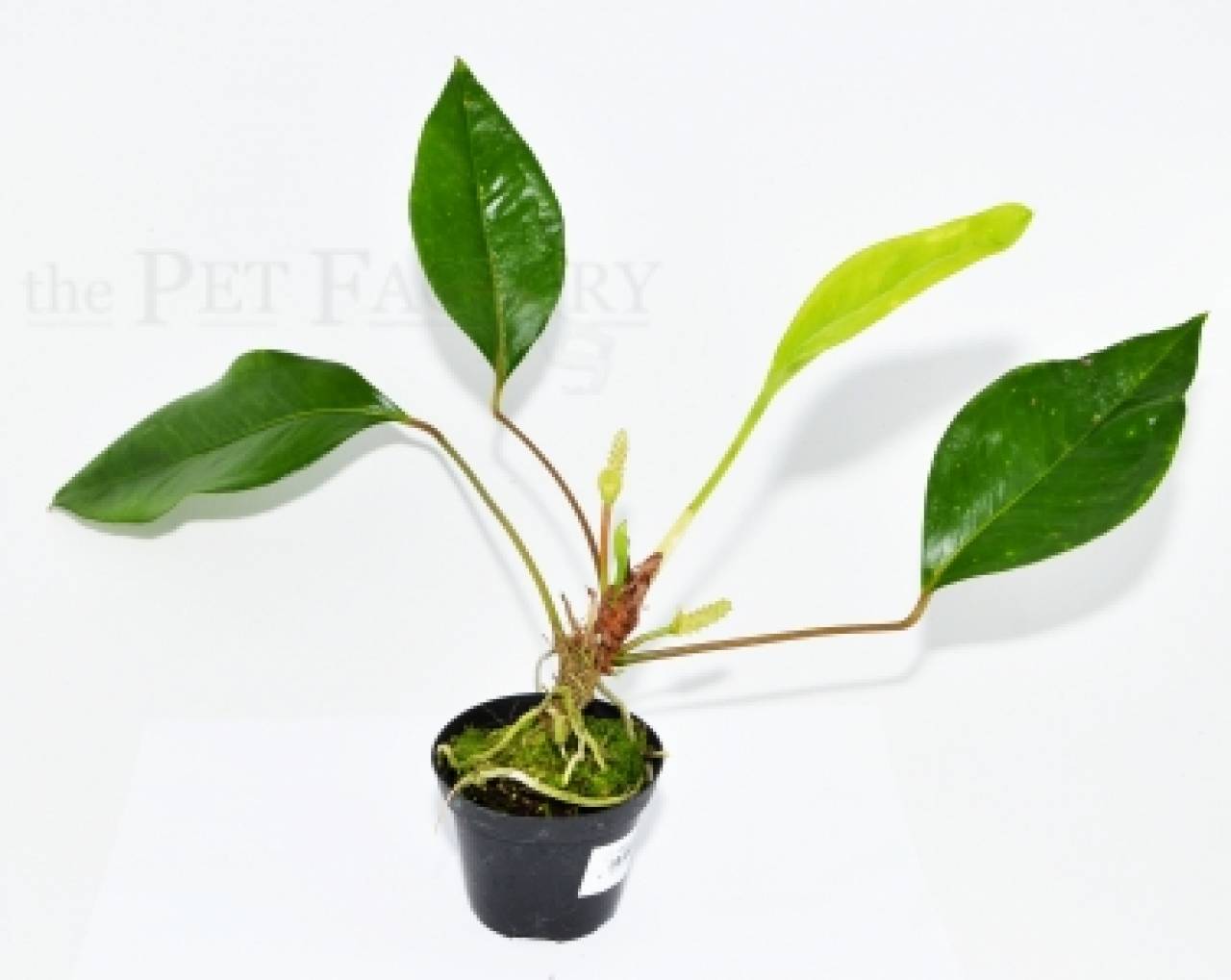 Anthurium trinerve